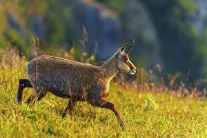 Hills: A chamois moves through the meadow in sunny weather