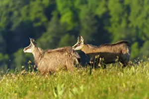 Hills: Two chamois moving across a meadow with wooded hills behind