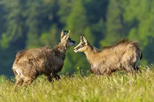 Harrier: Two chamois in natural surroundings in a meadow