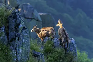 Watching: Two chamois observing the surroundings from a rocky vantage point