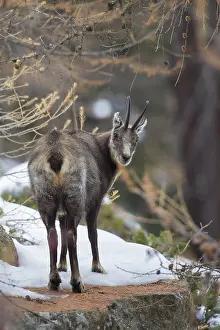 Rupicapra: Chamois - old buck in autumn - Italy