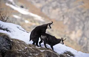 Aosta: Chamois - pair mating - Italien