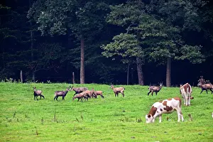 Comt: Chamois in a pasture and cows - Haut Doubs Jura France