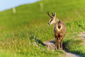 Lights: Chamois on a path with green background and play of light