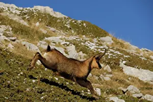 Pyrenaica: Chamois - running