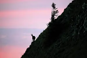 Alpen: Chamois (Rupicapra rupicapra), Alpine chamois, female