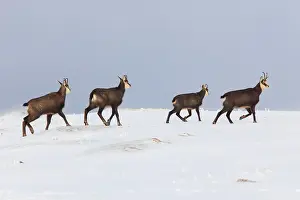 Rupicapra: Chamois (Rupicapra rupicapra), chamois, Alpine Chamois
