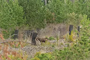 Destroying: Chamois (Rupicapra rupicapra) destroying trees protections