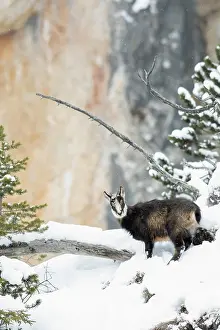Slope: Chamois (Rupicapra rupicapra), fawn in snow-covered