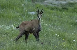 Sward: Chamois, Rupicapra rupicapra, grazing in flowery