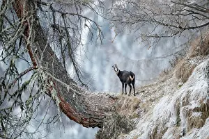 Rupicapra: Chamois (Rupicapra rupicapra) in hoarfrost stands