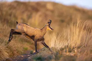 Energy: Chamois (Rupicapra rupicapra) on a meadow in the Vosges Mountains