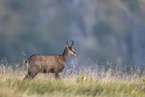 Isolation: Chamois (Rupicapra rupicapra) on a meadow in the Vosges Mountains