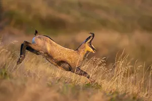Energy: Chamois (Rupicapra rupicapra) on a meadow in the Vosges Mountains
