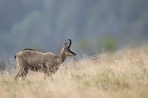 Isolation: Chamois (Rupicapra rupicapra) on a meadow in the Vosges Mountains