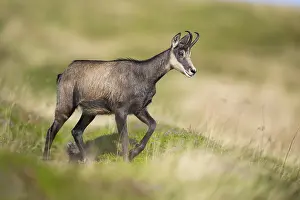 Isolation: Chamois (Rupicapra rupicapra) on a meadow in the Vosges Mountains