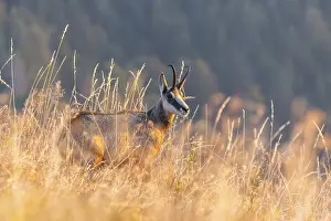 Isolation: Chamois (Rupicapra rupicapra) on a meadow in the Vosges Mountains