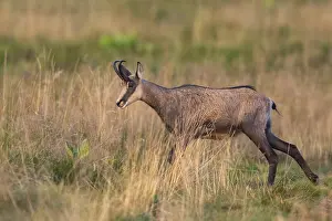Isolation: Chamois (Rupicapra rupicapra) on a meadow in the Vosges Mountains