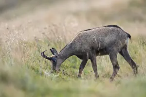 Isolation: Chamois (Rupicapra rupicapra) on a meadow in the Vosges Mountains