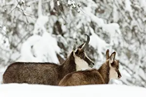 Larix: Chamois (Rupicapra rupicapra) mother with
