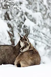 Larix: Chamois (Rupicapra rupicapra) mother with