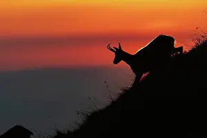 Rupicapra: Chamois (Rupicapra rupicapra) running on a mountain