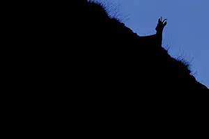 Rupicapra: Chamois (Rupicapra rupicapra) - silhouette over