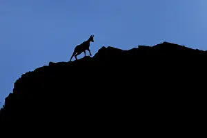 Rupicapra: Chamois (Rupicapra rupicapra) - silhouette over