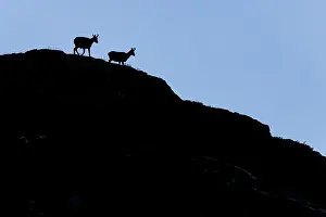 Rupicapra: Chamois (Rupicapra rupicapra) - silhouette over