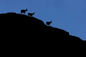 Rupicapra: Chamois (Rupicapra rupicapra) - silhouette over