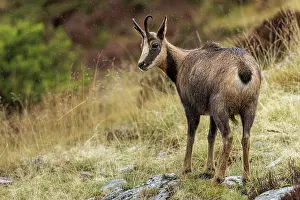 Rupicapra: Chamois (Rupicapra rupicapra) - walking through mountain ran