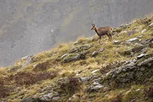 Rupicapra: Chamois (Rupicapra rupicapra) - walking through mountain ran