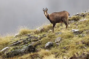 Rupicapra: Chamois (Rupicapra rupicapra) - walking through mountain ran