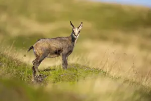 Picturesque: Chamois (Rupicapra rupicapra) youngster on a meadow in the Vosges Mountains