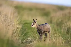 Picturesque: Chamois (Rupicapra rupicapra) youngster on a meadow in the Vosges Mountains
