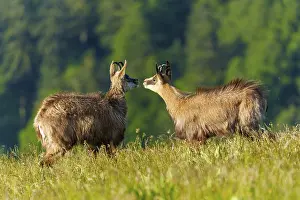 Watching: Two chamois standing facing each other in a meadow surrounded by forest