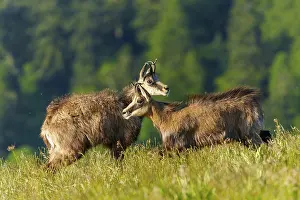 Harrier: Two chamois standing next to each other on a green meadow with forest background