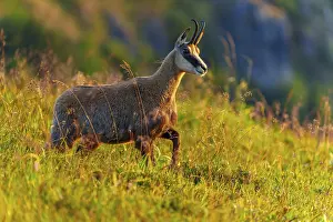 Alertness: A chamois stands attentively in a grassy mountain landscape at dusk
