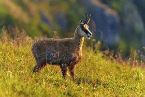 Lights: A chamois stands majestically on a sunlit mountain meadow
