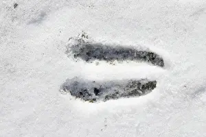 Track: Chamois track
