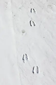 Track: Chamois track