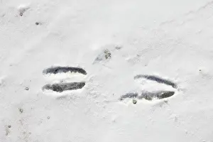 Track: Chamois track