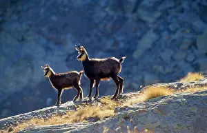 Altitude: CHAMOIS - two, backlit