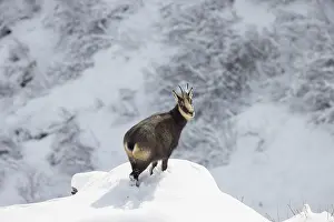 Chamois: Chamois winter