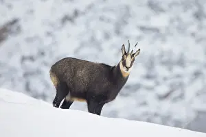 Chamois: Chamois winter