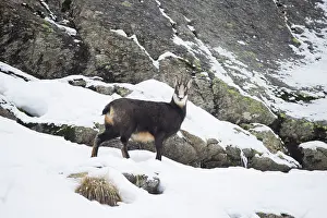 Chamois: Chamois winter