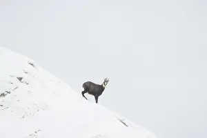 Chamois: Chamois winter