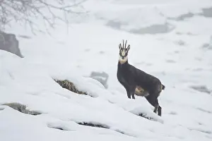 Chamois: Chamois winter