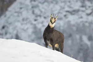 Chamois: Chamois winter
