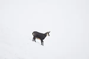 Chamois: Chamois winter
